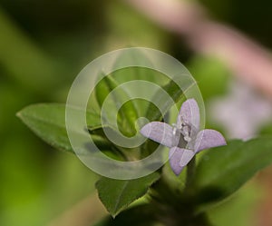 Macro photograph of a lone Pastel Violet Flower