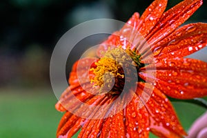 Macro photograph of an orange flower photo