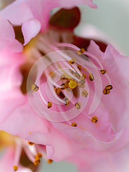 A Macro Photograph of a Pink Blossom in Full Bloom