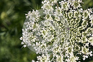 Macro Photograph of Queen Anne& x27;s Lace