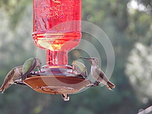 Macro Photograph of Several Hummingbirds