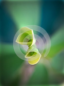 Macro photograph of small Euphorbia Milii flowers