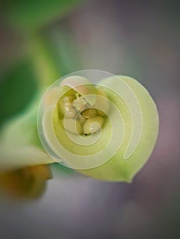 Macro photograph of small Euphorbia Milii flowers