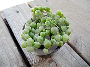 Macro Photograph of Small String of Beads Plant