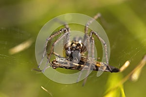 Macro photograph of a spider hunting a grasshopper in its web. nature photography. green background