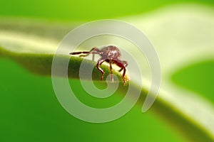 Macro photograph of a tiny Bug nymph