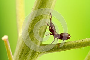 Macro photograph of a tiny Bug nymph