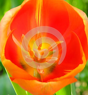 Macro photograph of tulip flower detail with  pistil and pollen dust and colorful petals