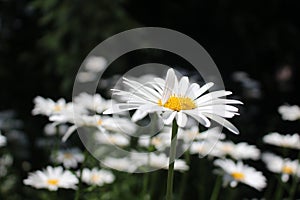 Macro Photograph of a Wild Ontario Daisy