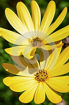 Macro photograph of a yellow daisy
