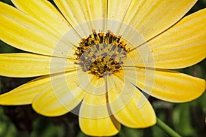 Macro photograph of a yellow daisy