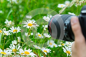 Macro photographer photographing a bee sucking nectar from daisy flower in spring meadow