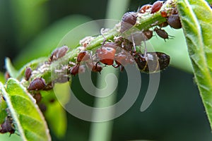 Macro photographs of Ant photo