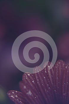 Macro photography of an African daisy in a garden with drops of water in a rainy day. Purple