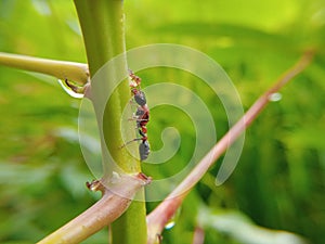 The macro photography of a Ant with a blurred background