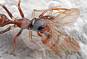 Macro Photo of Ant Mimic Jumping Spider Biting on Prey on White