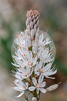 Macro photography of an Asphodelus albus