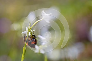 Macro photography of the back of a red bumblebee photo