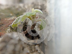 Macro photography background wallpaper of flowers and green plants in tropical rainforests