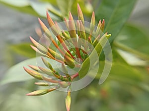 Macro photography background wallpaper of flowers and green plants in tropical rainforests