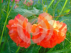 Macro photography of a beautiful background with a bright flower of a Bush rose plant with petals of orange sun shade of color