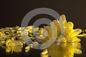 Macro photography of a beautiful bud yellow chrysanthemum, on the background of petals lying on the wet mirror