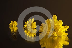 Macro photography of a beautiful buds yellow chrysanthemum, lying on the wet mirror