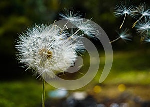 Macro photography of a beautiful dandelion photo