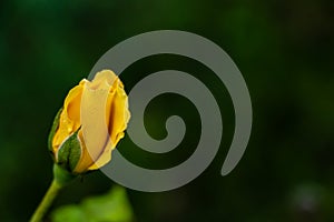 Macro photography of beautiful yellow rose flower bud with dew drops in the garden. nature concept