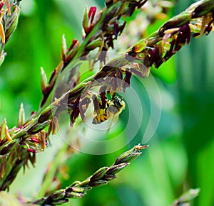 Macro photography bee on corn bouquet