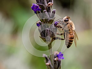 Macro photography of a bee feeding on a forget-me-not flower
