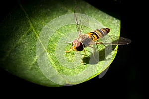 Fotografia da cinturato sul salto una lettera 