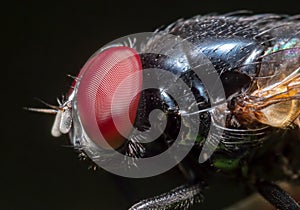 Macro Photo of Black Blowfly Isolated on Black Background photo