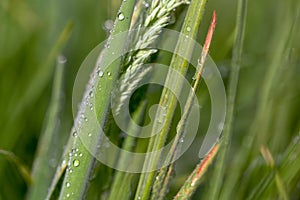 Macro photography of blades of grass covered in dew drops II