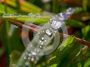 Macro photography of blades of grass covered in dew drops XI