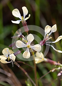 Macro photography of a Brassica juncea