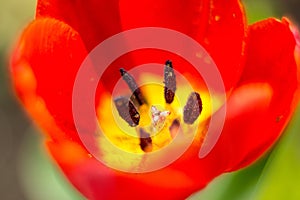 Macro photography. bright red open tulip