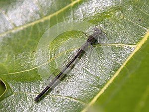 Macro photography of a brown damselfly sitting on a fig leaf