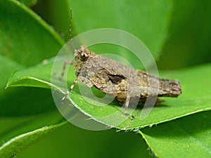 Macro Photo of Brown Grasshopper on Green Leaf