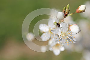 Macro photography burgeon and flower on tree