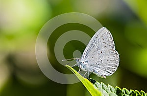 Macro photography of butterfly