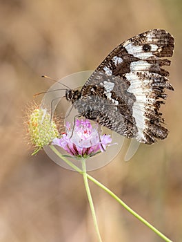 Macro photography of a butterfly - Brintesia circe