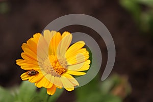 Macro photography. Calendula. Insect on a flower.