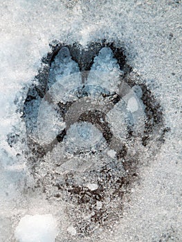 Macro photography of cat paw print in snow