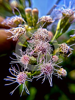 Macro photography of chromolaena odorata flower.