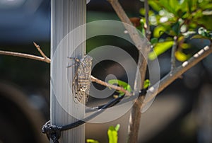 Macro photography of Cicada Orni sitting on a pole