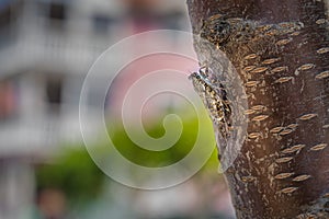 Macro photography of Cicada Orni sitting on a tree
