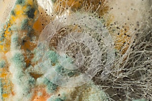 Macro photography close-up of penicillin, green mold, white fluff of tender mold. Mold in the sun. Abstract closeup of