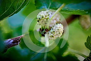 Macro photography close up of white Wild blackberries at various stages of maturation