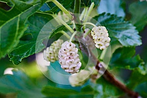 Macro photography close up of white Wild blackberries at various stages of maturation